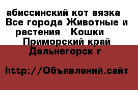 абиссинский кот вязка - Все города Животные и растения » Кошки   . Приморский край,Дальнегорск г.